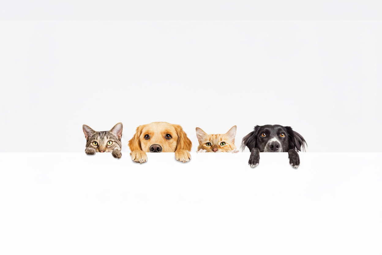 Home Page Banner Image
